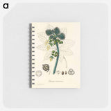 アートメモ帳-Castor Oil Plant Illustration
 - 薬用植物学 Memo.