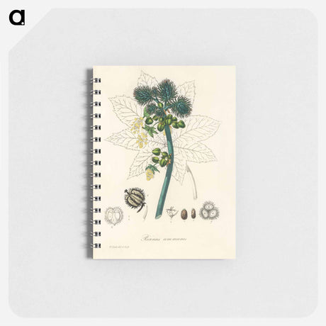 アートメモ帳-Castor Oil Plant Illustration
 - 薬用植物学 Memo.