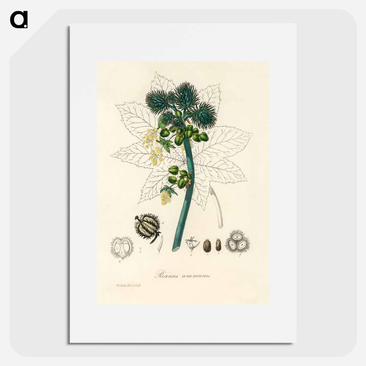 アートポスター-Castor Oil Plant Illustration
 - 薬用植物学 Poster.