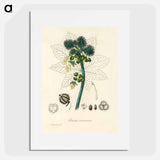 アートポスター-Castor Oil Plant Illustration
 - 薬用植物学 Poster.