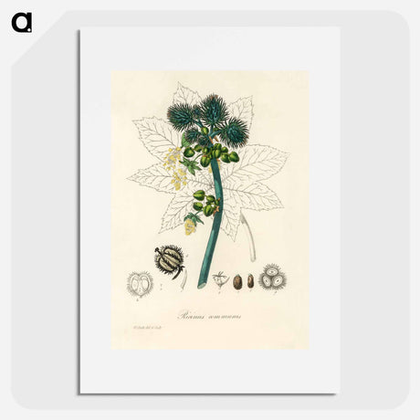 アートポスター-Castor Oil Plant Illustration
 - 薬用植物学 Poster.