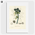 2-35_Medical-Botany_picture