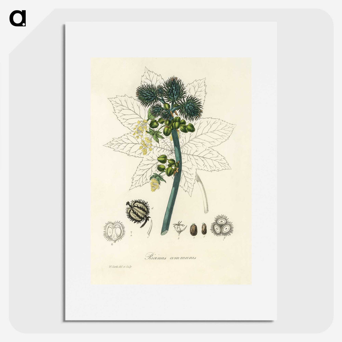 2-35_Medical-Botany_picture