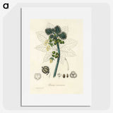 2-35_Medical-Botany_picture