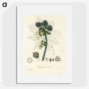 2-35_Medical-Botany_picture