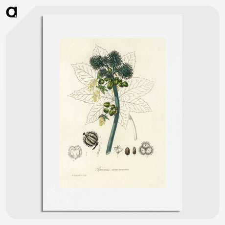 2-35_Medical-Botany_picture