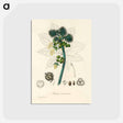 アートポストカード-Castor Oil Plant Illustration
 - 薬用植物学 Postcard.