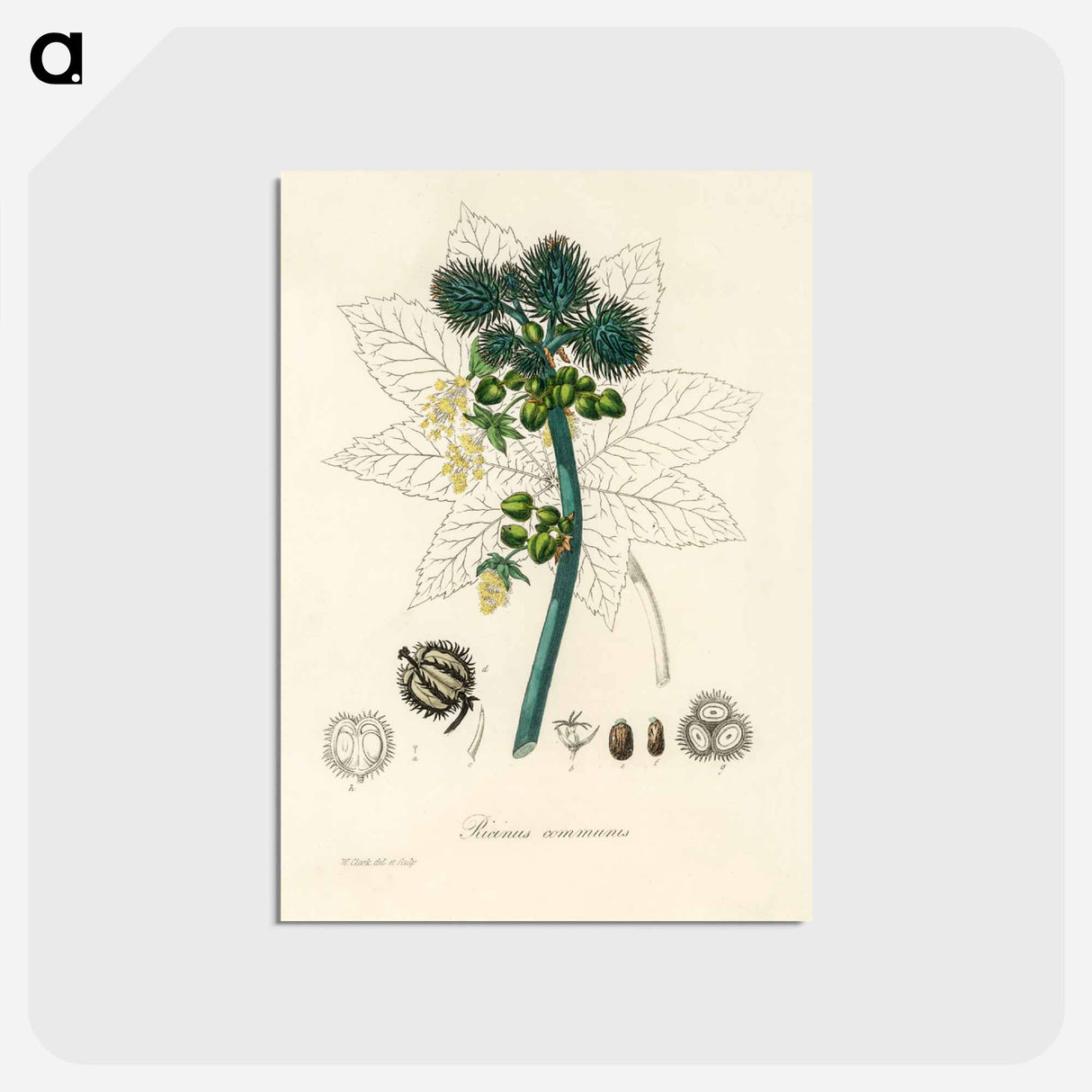 アートポストカード-Castor Oil Plant Illustration
 - 薬用植物学 Postcard.