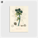 アートポストカード-Castor Oil Plant Illustration
 - 薬用植物学 Postcard.