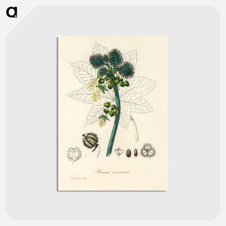 アートポストカード-Castor Oil Plant Illustration
 - 薬用植物学 Postcard.