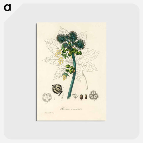 Castor Oil Plant Illustration
 - Medicinal Botany Postcard.