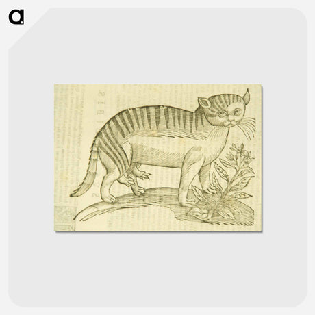 アートポストカード-Felis foemina hexapus cum aelurogono, idest buglossa
 - 国立医学図書館 Postcard.