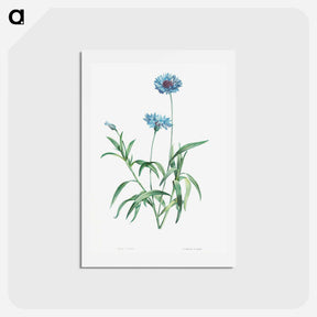 アートポストカード-Blue flower - ピエール ジョゼフ ルドゥーテ Postcard.