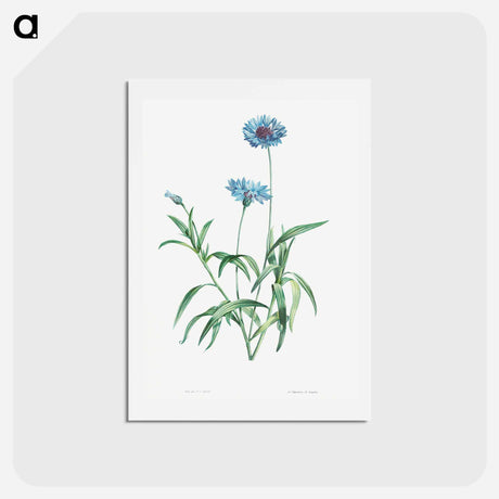 アートポストカード-Blue flower - ピエール ジョゼフ ルドゥーテ Postcard.