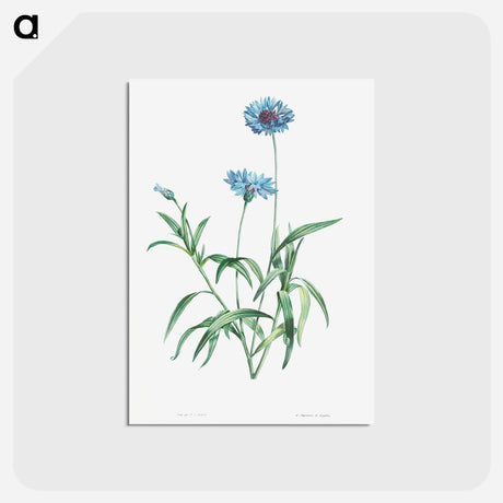 アートポストカード-Blue flower - ピエール ジョゼフ ルドゥーテ Postcard.