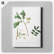 2-35_Pomona-Italiana_canvas