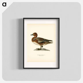 アートポスター-Eurasian Wigeon
 - スヴェンスカ フォグラル Poster.