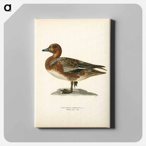 アートパネル-Eurasian Wigeon
 - スヴェンスカ フォグラル Canvas.