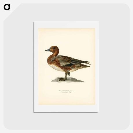 アートポストカード-Eurasian Wigeon
 - スヴェンスカ フォグラル Postcard.