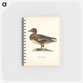 アートメモ帳-Eurasian Wigeon
 - スヴェンスカ フォグラル Memo.