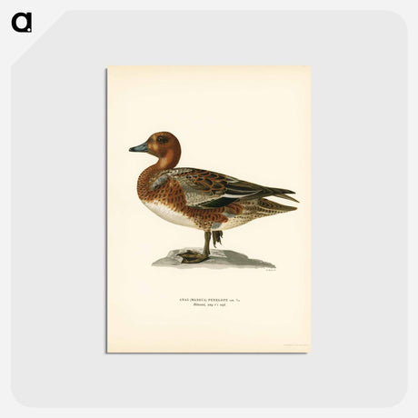 アートポストカード-Eurasian Wigeon
 - スヴェンスカ フォグラル Postcard.