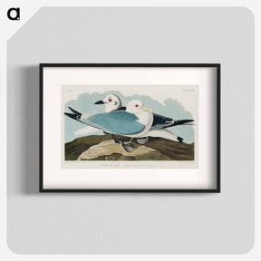 アートポスター-Kittiwake Gull from Birds of America
 - アメリカの鳥たち Poster.