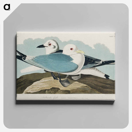 アートパネル-Kittiwake Gull from Birds of America
 - アメリカの鳥たち Canvas.