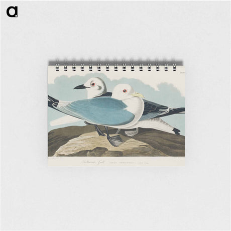アートメモ帳-Kittiwake Gull from Birds of America
 - アメリカの鳥たち Memo.