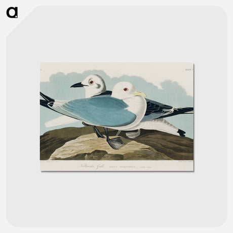 アートポストカード-Kittiwake Gull from Birds of America
 - アメリカの鳥たち Postcard.