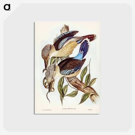 アートポストカード-Fawn-breasted Kingfisher
 - オーストラリアの鳥 Postcard.