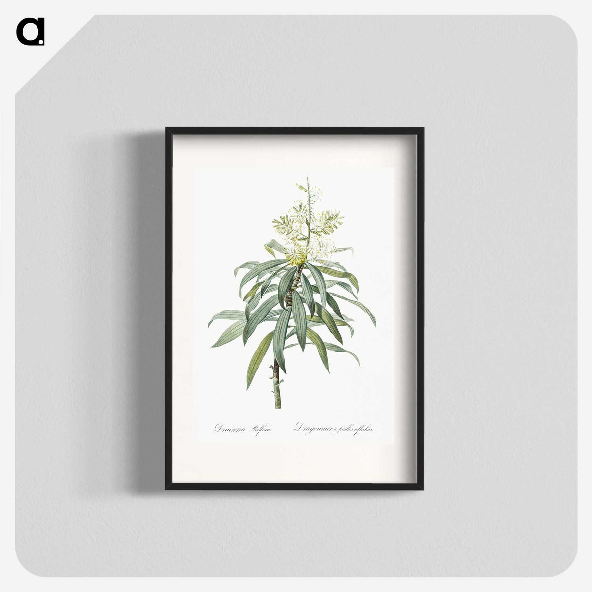 2-35_The-Lilies_blk