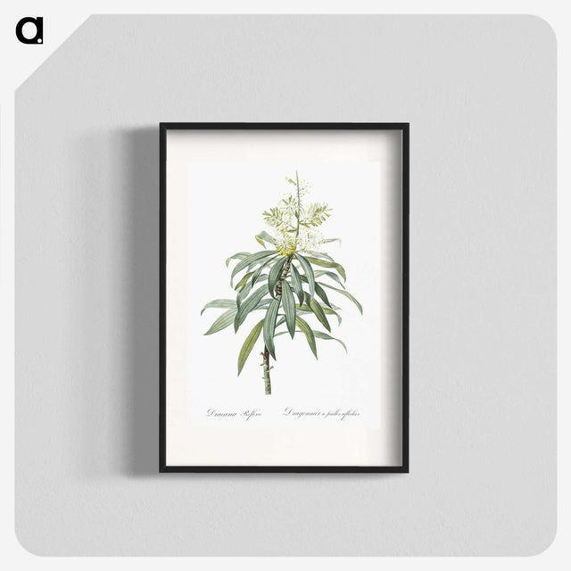 2-35_The-Lilies_blk