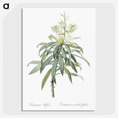 2-35_The-Lilies_picture-crop