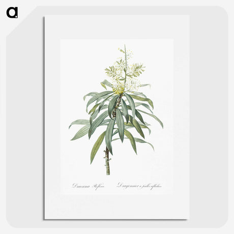 2-35_The-Lilies_picture