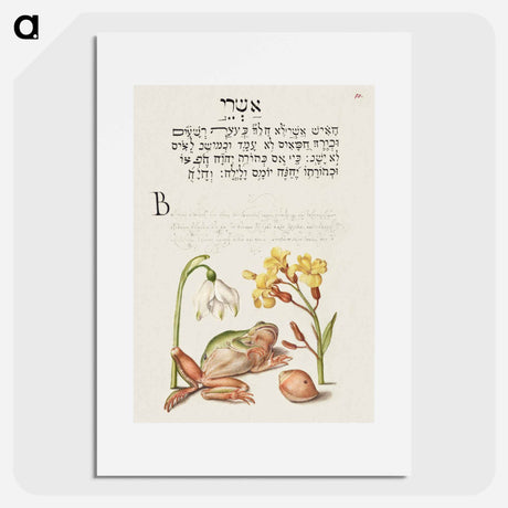 アートポスター-Spring Snowflake, Tree Frog, Wallflower, and Marine Mollusk
 - 書道のお手本 Poster.