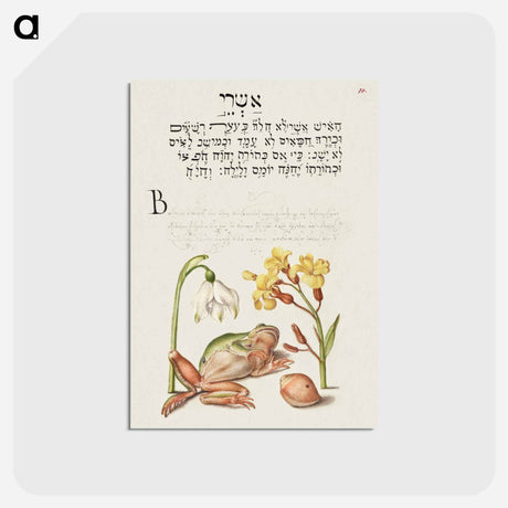 アートポストカード-Spring Snowflake, Tree Frog, Wallflower, and Marine Mollusk
 - 書道のお手本 Postcard.