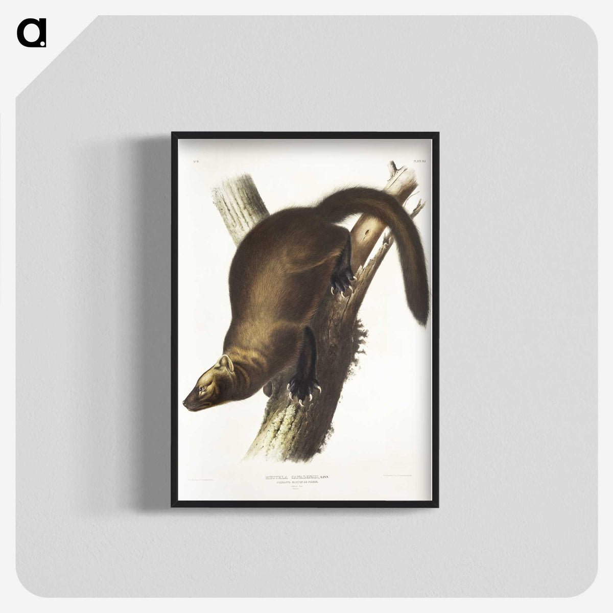 2-35_The-Viviparous-Quadrupeds_blk-crop