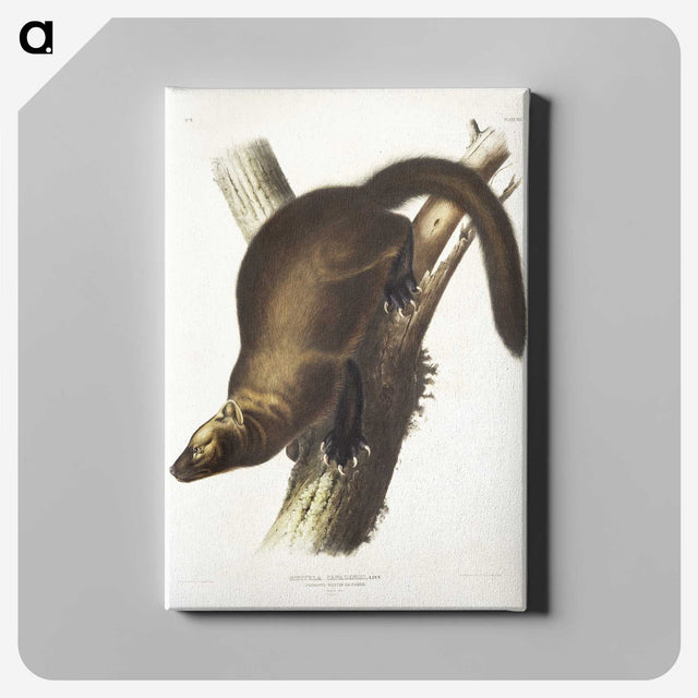 2-35_The-Viviparous-Quadrupeds_canvas