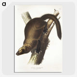 2-35_The-Viviparous-Quadrupeds_picture-crop
