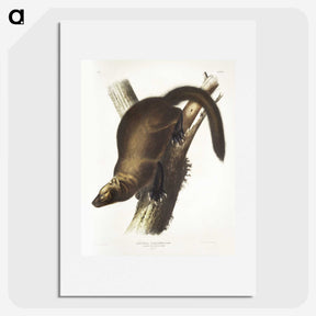 2-35_The-Viviparous-Quadrupeds_picture
