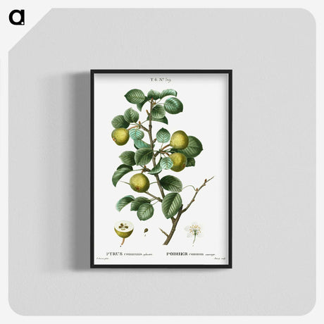 2-35_Treatise-on-Trees-and-Shrubs_blk-crop