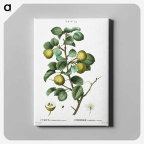 2-35_Treatise-on-Trees-and-Shrubs_canvas