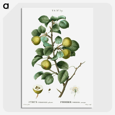 2-35_Treatise-on-Trees-and-Shrubs_picture-crop