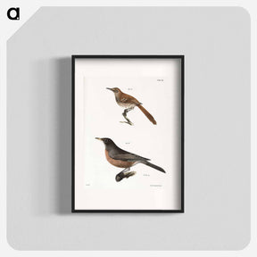 アートポスター-The Brown Thrush (Orpheus rufus)  The American Robin (Merula migratoria) - ニューヨークの動物学 Poster.