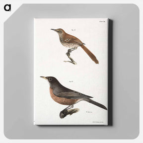 アートパネル-The Brown Thrush (Orpheus rufus)  The American Robin (Merula migratoria) - ニューヨークの動物学 Canvas.
