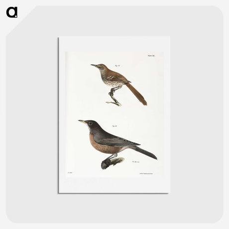 2-35_Zoology-of-New-York_hagaki