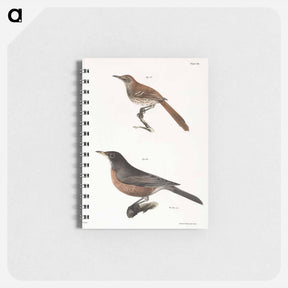 アートメモ帳-The Brown Thrush (Orpheus rufus)  The American Robin (Merula migratoria) - ニューヨークの動物学 Memo.