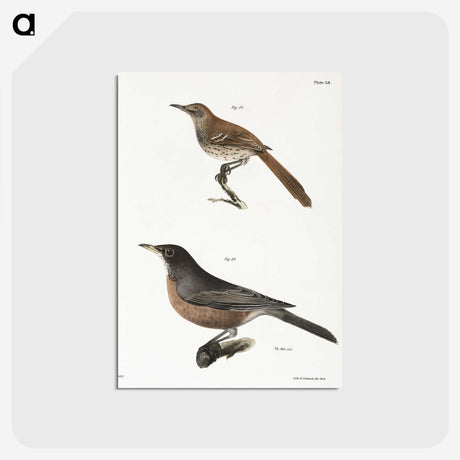 2-35_Zoology-of-New-York_postcard