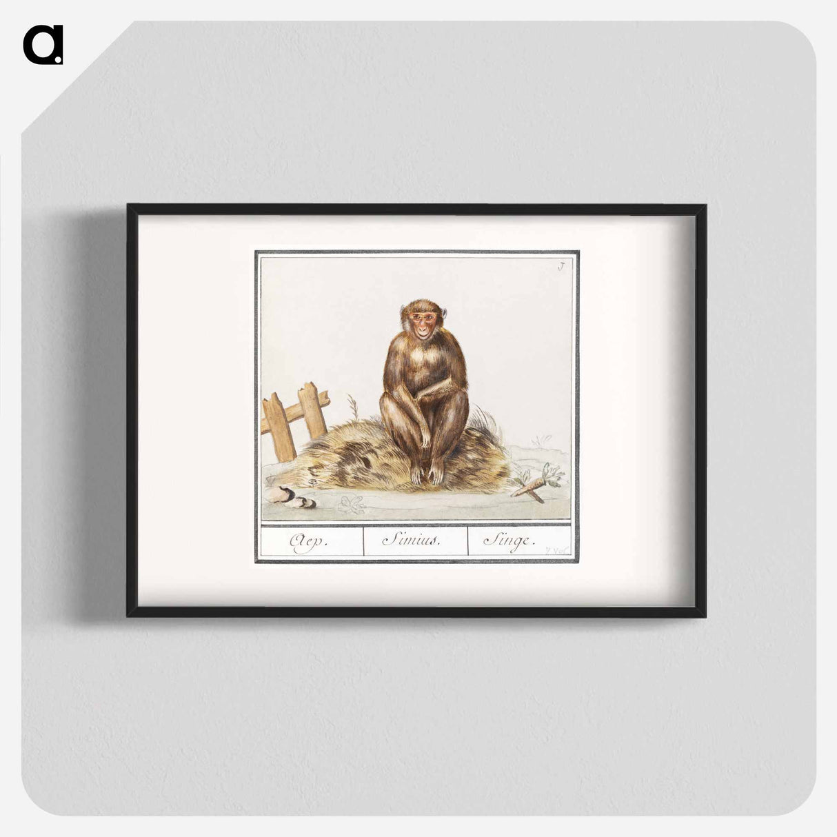 Monkey, Primates - アンセルムス ボエティウス デ ブート Poster.