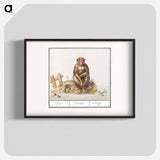 Monkey, Primates - アンセルムス ボエティウス デ ブート Poster.